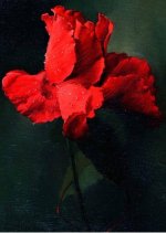 Oil-Rose-Iranjoman (11).jpg