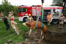 bullock_rescue_operation_04.jpg