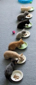 3937,xitefun-activities-of-cat-08.jpg