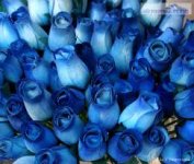 blue flower.jpg