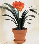 clivia-miniata-maceta.jpg