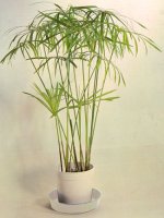 cyperus.alternifolius111111111.jpg