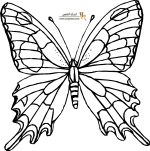 Butterfly-Design2-Iranjoman.png