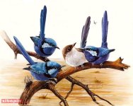 Birds-Eric Shepherd-Iranjoman (15).jpg