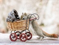 squirrels-8.jpg