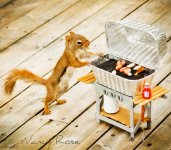 squirrels-9.jpg