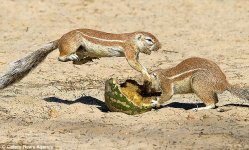 Kung-Fu-squirrels-1.jpg