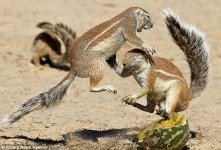 Kung-Fu-squirrels-2.jpg