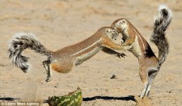 Kung-Fu-squirrels-4.jpg