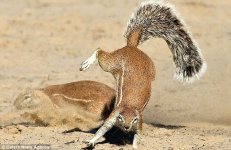 Kung-Fu-squirrels-5.jpg