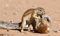 Kung-Fu-squirrels-6.jpg