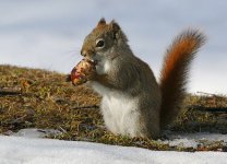 red_sqirrels_robert_grove-6.jpg