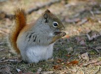 red_sqirrels_robert_grove-7.jpg