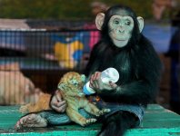 monkey-tiger-mom-1.jpg