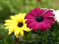 [wallcoo_com]_0flowers_photograph_2730.jpg