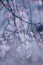 kamakura_sakura_ALF2459b.jpg