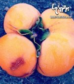 183163_316.jpg