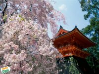 Www.TakPix.Com-World-12Cherry Blossoms, Ninnaji Temple, Kyoto, Japan.jpg