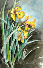 Daffodil_Day_watercolor_painting_L.jpg