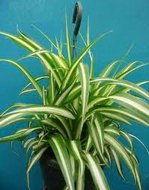 Chlorophytum Comosum.jpg