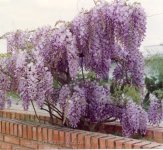 Wisteria-sinensis.jpg