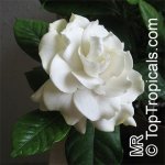 Gardenia_augusta19597.jpg