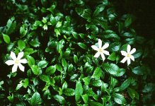 gardenia_jasminoides.jpg