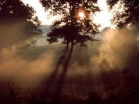 Morning-Mist[1].jpg