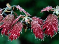 Red-Oak-Leaves-Mount-Pisgah-North-Carolina[1].jpg