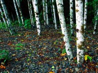 Standing-Room-Only-Birch-Trees-Washington[1].jpg