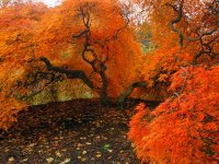 autumn-japanese-maple_2832_600x450[1].jpg