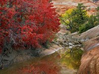 autumn-maple-tree_2833_600x450[1].jpg