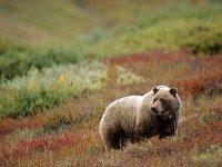 autumn-grizzly-bear_3301_600x450[1].jpg