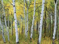 autumn-aspen-trees_3281_600x450[1].jpg