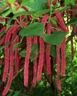 w_acalypha_hispida.jpg