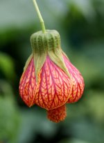 abutilon_striatum.jpg