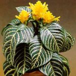 aphelandra_squarrosa.jpg