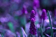 violet__by_naynaa-d62qtrd.jpg