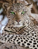 Leopard with Green Eyes.jpg