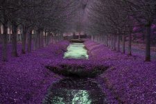 Purple_Garden.jpg