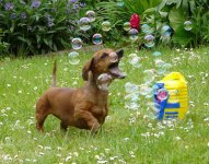 bubbles-7.jpg