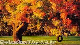 autumn_www_mohandestamam_ir_.jpg