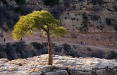 tree-in-rock-2-600x386.jpg