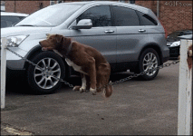 dog-balancing-on-a-chain.gif