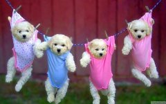 itm_cute-pet-dogs2013-07-27_03-41-09_7.jpg