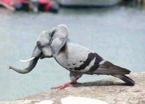 Did-you-guys-ever-seen-the-elephant-and-the-dove-Photo-2.jpg