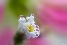 water-drops-miki-asai-2__880.jpg