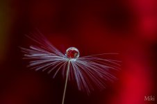 water-drops-miki-asai-4__880.jpg