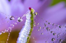 water-drops-miki-asai-5__880.jpg