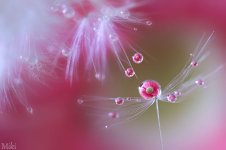 water-drops-miki-asai-6__880.jpg